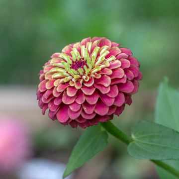 Garten-Zinnie Queen Red Lime (Samen)