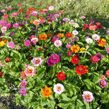 Graines de Zinnia elegans à fleur de Dahlia en mélange