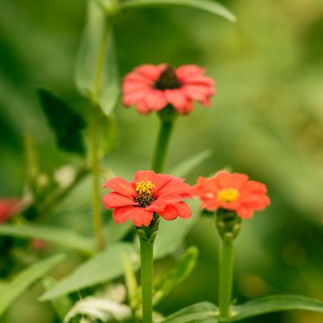 Garten-Zinnie Andes Jewel (Samen)