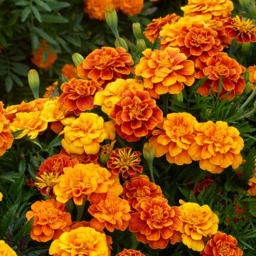 Niedrige Studentenblume Reine Sophie (Bio samen) - Tagetes