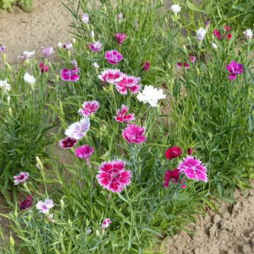 Chinesische Nelke Gaiety Single Mix (Samen) - Dianthus chinensis heddewigii