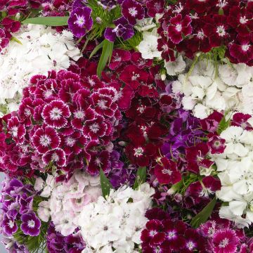 Dianthus barbatus Hollandia Purple Crown (Samen) - Bartnelke