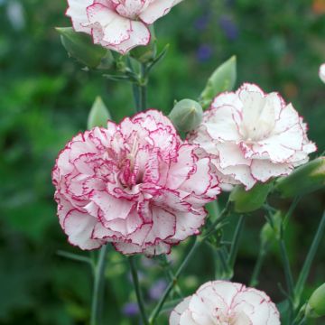 Dianthus caryophyllus Chabaud Benigna (Samen) - Garten-Nelke