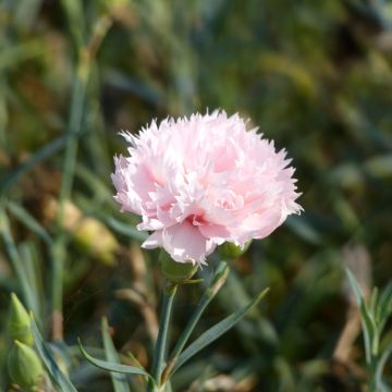 Garten-Nelke La France (Samen) - Dianthus caryophyllus