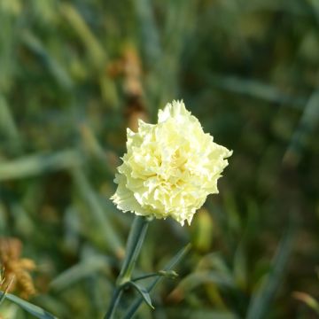 Garten-Nelke Marie (Samen) - Dianthus caryophyllus