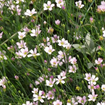 Graines d'oeillet des rochers - Petrorhagia saxifraga