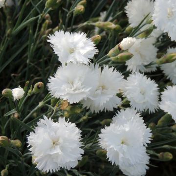 Feder-Nelke Albus Plenus (Samen) - Dianthus plumarius