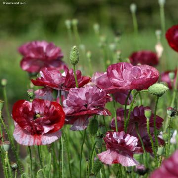 Klatsch-Mohn Pandora (Samen) - Papaver rhoeas