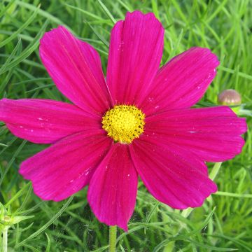 Schmuckkörbchen Royal Dwarf Carmine (Samen) - Cosmos