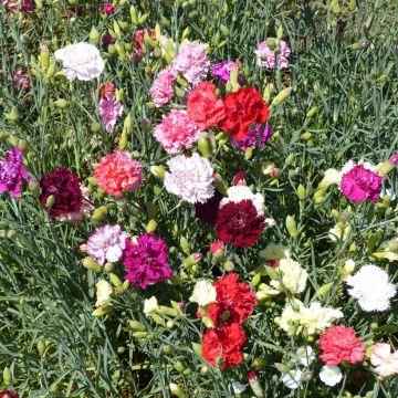 Garten-Nelke Giant Chabaud Mixed (Samen) - Dianthus caryophyllus