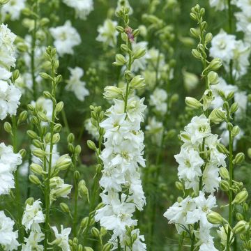 Delphinium consolida Qis White (Samen) - Acker-Rittersporn