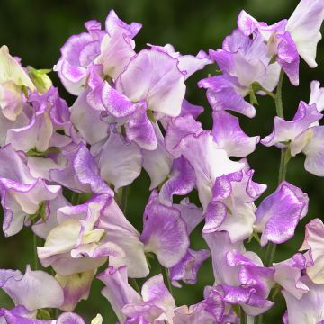 Duftwicke Spencer Pulsar (samen) - Lathyrus odoratus