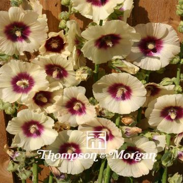 Alcea rosea Halo Cream (Samen) - Gewöhnliche Stockrose