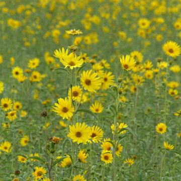 Helianthus maximilianii Maximiliani (Samen) - Stauden-Sonnenblume