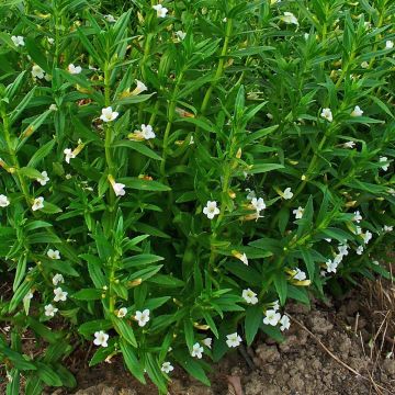 Gratiola officinalis - Echtes Gnadenkraut