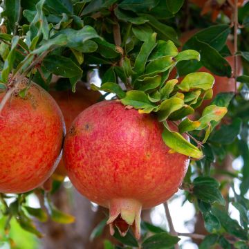 Grenadier à fruits - Punica granatum Dente di leone