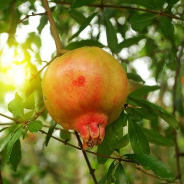 Granatapfelbaum Mollar de Elche - Punica granatum