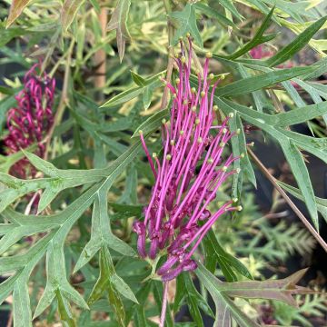 Grevillea Bronze Rambler - Silbereiche