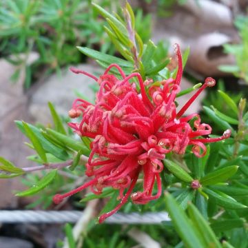 Grevillea juniperina New Blood - Australische Silbereiche