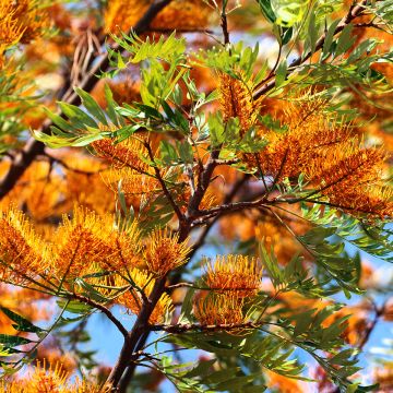 Grevillea robusta - Silbereiche