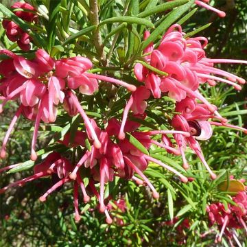 Grevillea rosmarinifolia - Rosmarin-Silbereiche