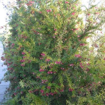 Grevillea rosmarinifolia Rosa Jenkinsii - Rosmarin-Silbereiche