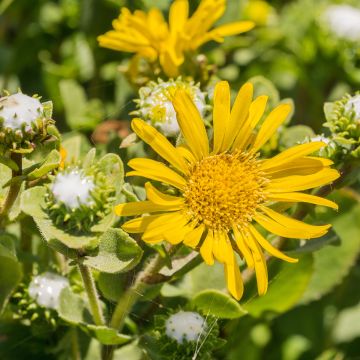 Grindelia camporum