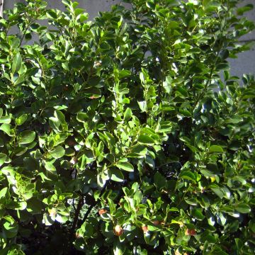 Griseline - Griselinia littoralis