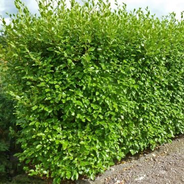 Griseline Green Horizon - Griselinia littoralis