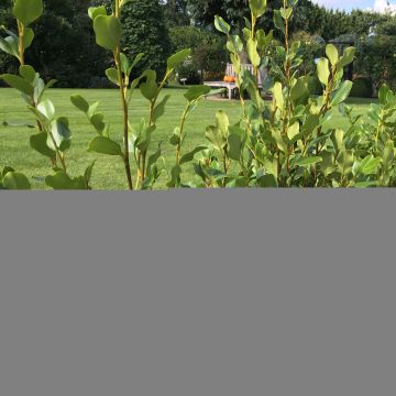 Griselinia littoralis Redge