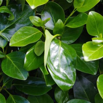 Griseline Emerald - Griselinia littoralis