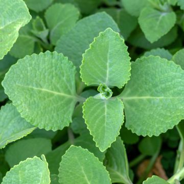 Mexikanischer Oregano - Plectranthus amboinicus