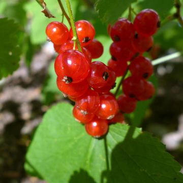 Groseillier à grappes Jonkheer van Tets