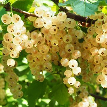 Groseillier à grappes blanches Werdavia - Ribes rubrum