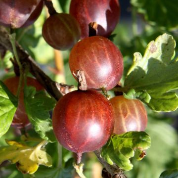 Rote Stachelbeere Crispa Darling