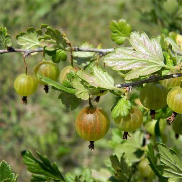 Stachelbeere Hinnonmäki Grün