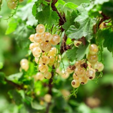 Groseillier à grappes blanches Witte Parel ou White Pearl - Ribes rubrum