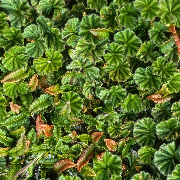 Gunnera magellanica - Riesenrhabarber