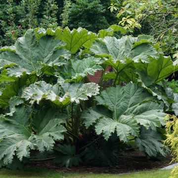 Gunnera manicata - Riesenrhabarber