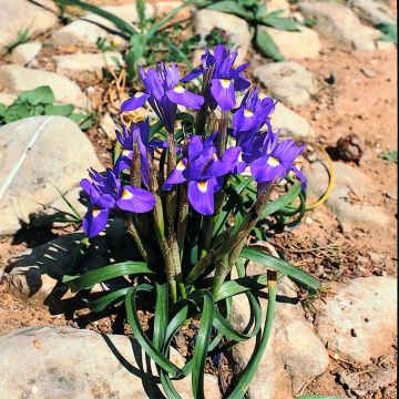 Gynandris sisyrinchium - Mittags-Schwertlilie