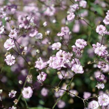 Rispiges Gipskraut Festival Pink Lady - Gypsophila paniculata