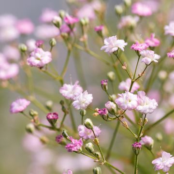 Rispiges Gipskraut Flamingo - Gypsophila paniculata