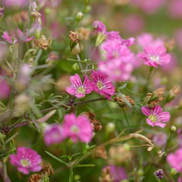 Kriechendes Gipskraut Rosa Schönheit - Gypsophila repens