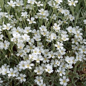 Kriechendes Gipskraut Alba - Gypsophila repens