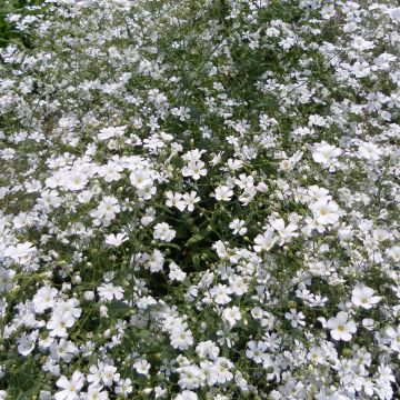 Schleierkraut Covent Garden (Samen) - Gypsophila elegans