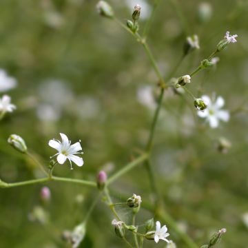 Großblütiges Schleierkraut - Gypsophila pacifica