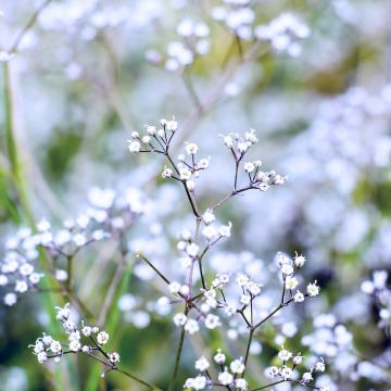 Rispiges Gipskraut Schneeflocke - Gypsophila paniculata