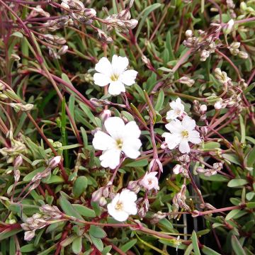 Kriechendes Gipskraut Dubia - Gypsophila repens