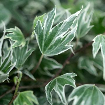 Efeu White Ripple - Hedera helix