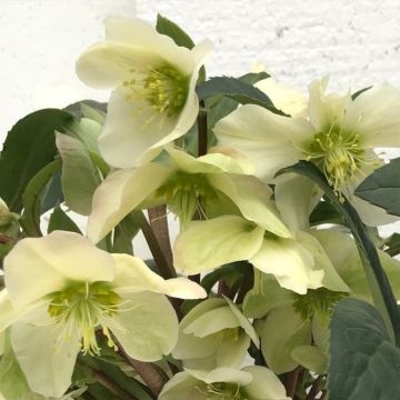 Helleborus (x) ericsmithii Scrat Ice - Nieswurz